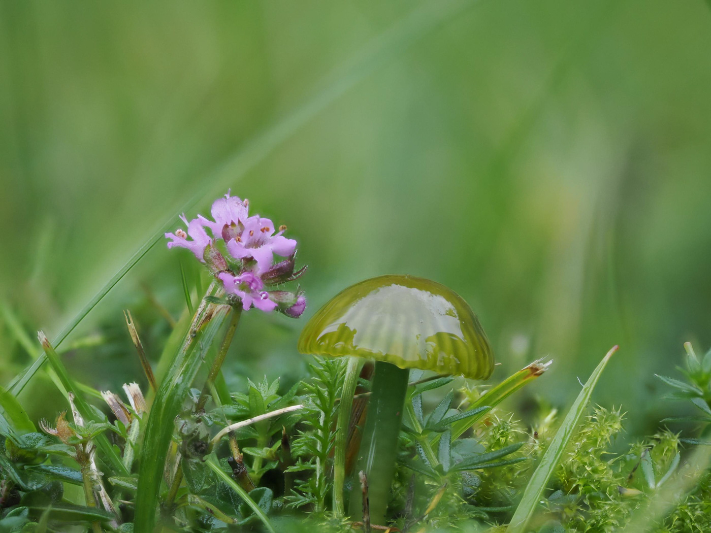 Photo © Claire Williams Gliophorus psittacinus by Claire Williams